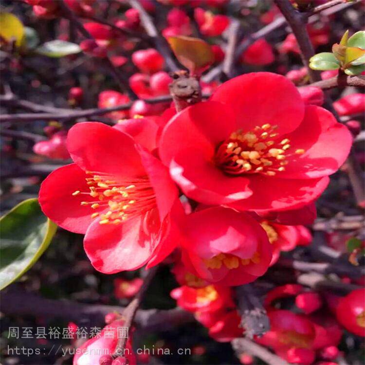 北方苗种植方法 陕西周至营养杯红叶李 绿化工程苗木