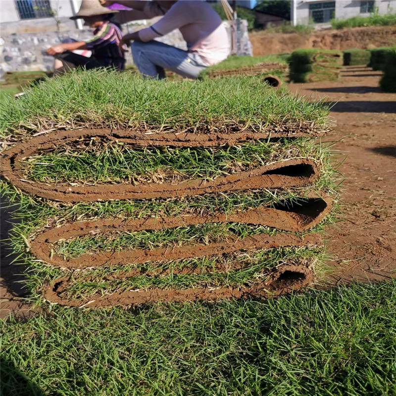 绿化草坪卷价格绿化卷草岳阳