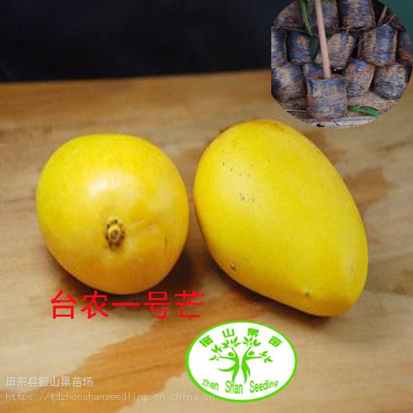 台农1号芒果苗台农一号芒果苗芒果苗台农1号芒果树苗台农一号芒芒果