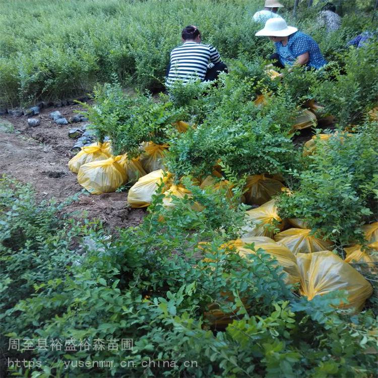陕西周至绿植树苗基地 独干月季 苗木价格表