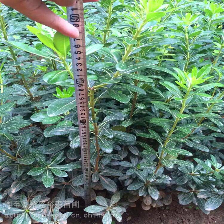 西安苗木种子 玫瑰 植物围墙1米 高杆黄杨