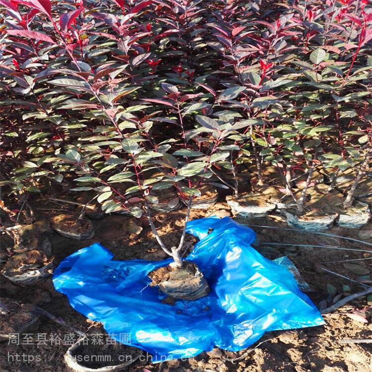 雪松绿篱一平方多少棵 常青藤苗 苗圃价格小苗子40种类