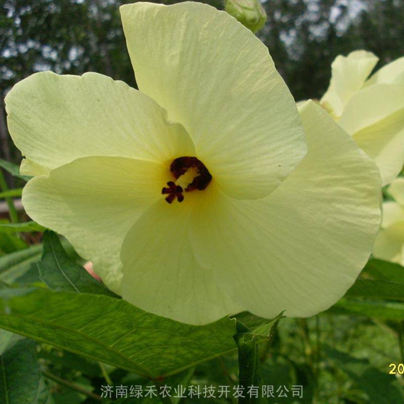 金花葵种子菜芙蓉种子野芙蓉种子大花秋葵种子观赏食用花卉种子籽