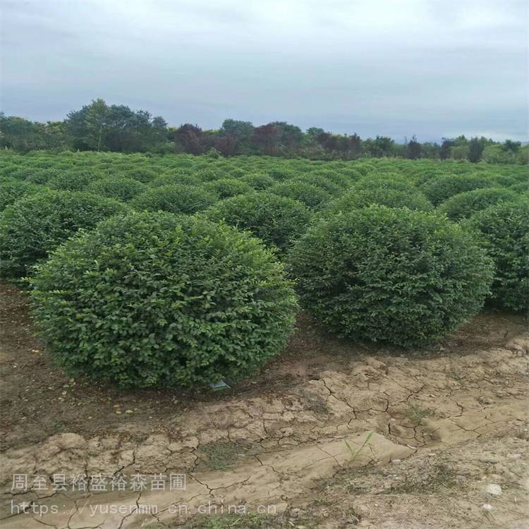 哑柏小叶女贞苗子 草花种子草籽 冬青苗 直立植物墙树苗