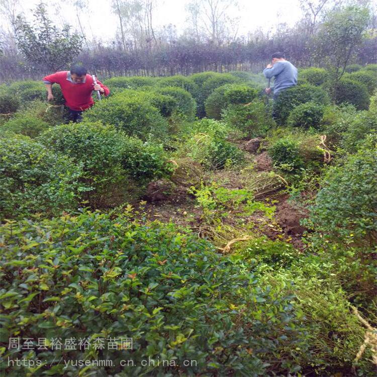 耐寒苗木營(yíng)養(yǎng)杯 小葉黃楊 綠化苗木喬木價(jià)格 海桐