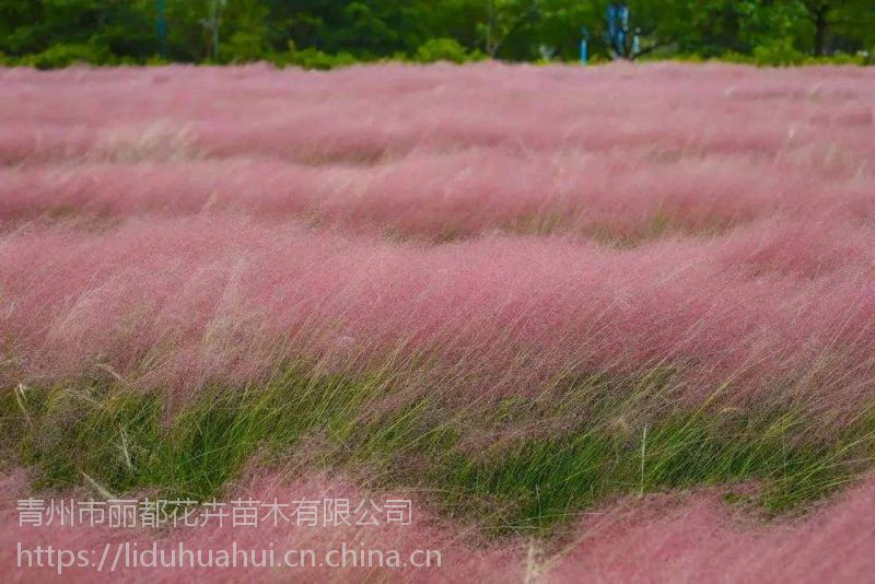 粉黛乱子草基地销售粉黛乱子草花海建设图片