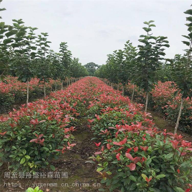 西安圆球红叶石楠200高冠幅 小型绿化苗木50厘米 哑柏苗圃红叶石楠高杆