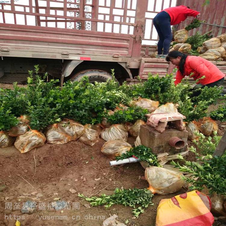 绿化苗木 冬青 树苗球型苗木30亩地