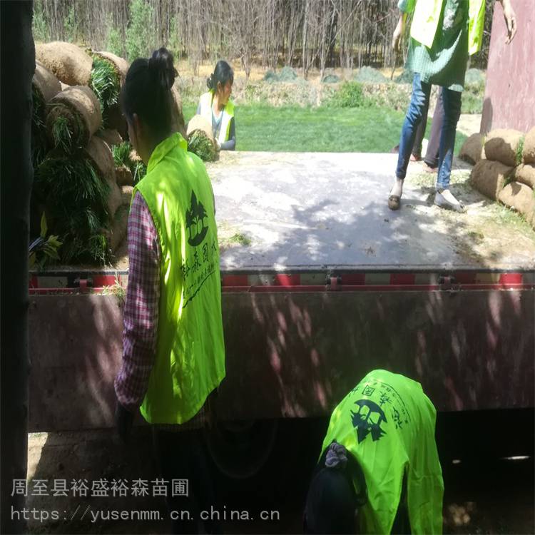 道路隔离带苗木 陕西周至红王子锦带 北方苗木绿化