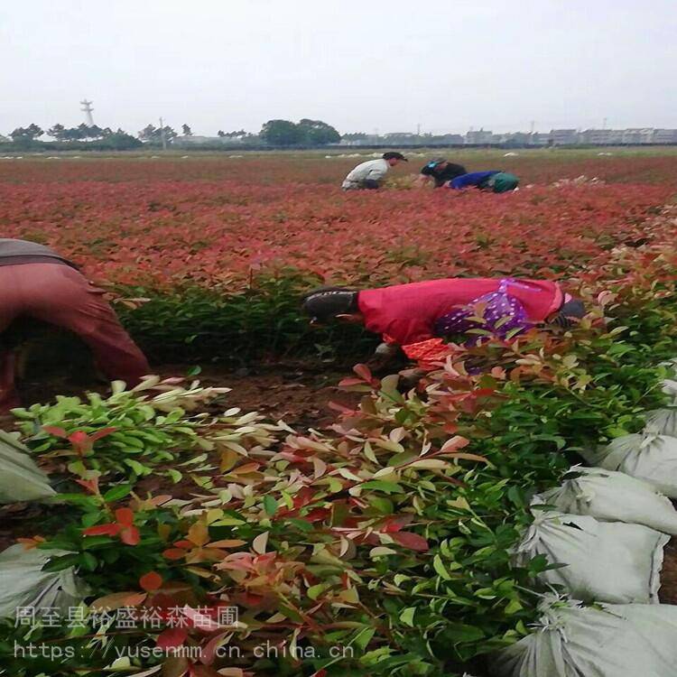 海棠风景树 绿化苗木球类 绿化草籽苜蓿一斤10元