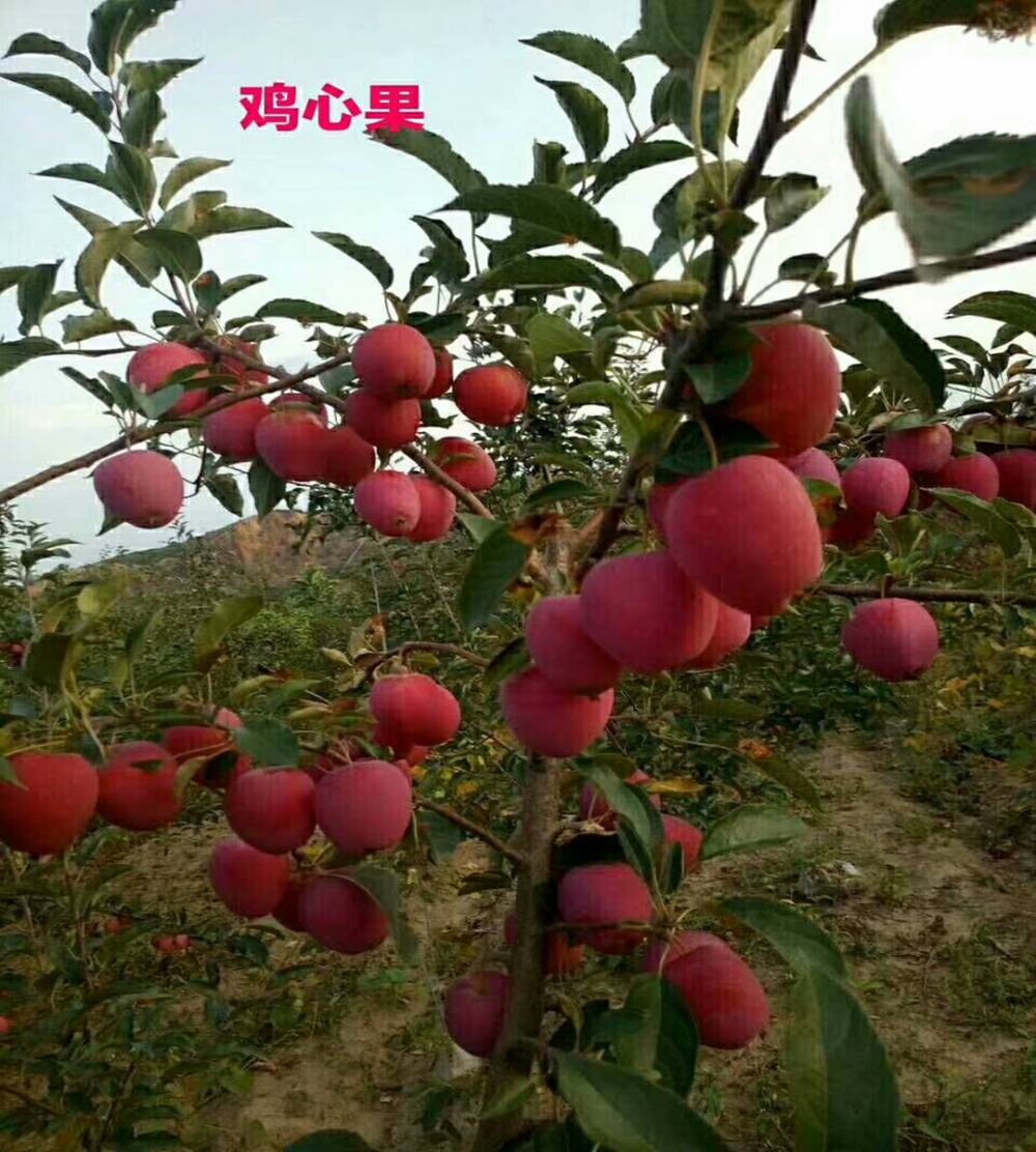 福早红苹果苗嫁接苗盆栽地栽日本千雪苹果苗风味佳