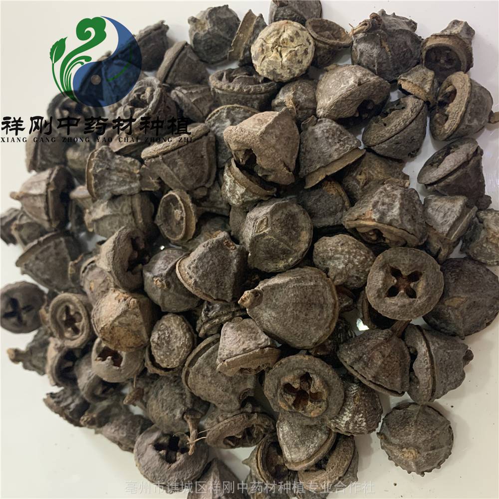 一口钟为蓝桉果实,是一种药用植物,俗称红嗽叭花,主要产于我国西南