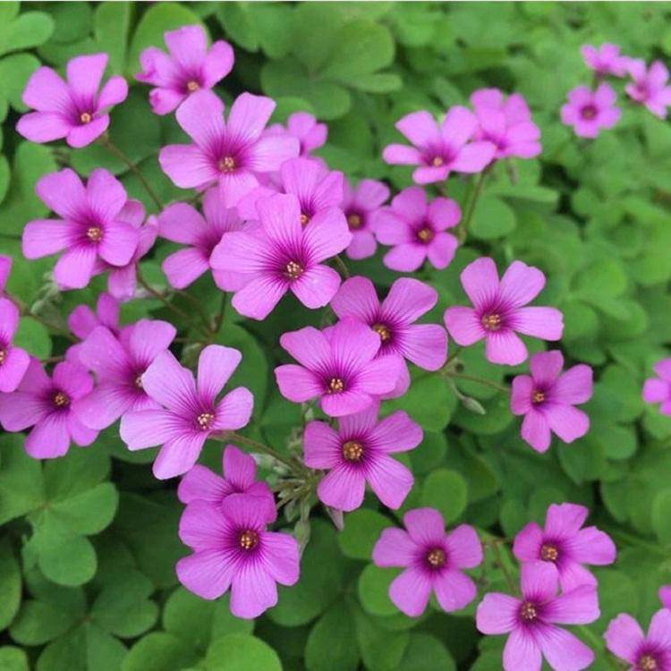 茗茜花卉出售酢浆草花箱花卉基地直发酢浆草
