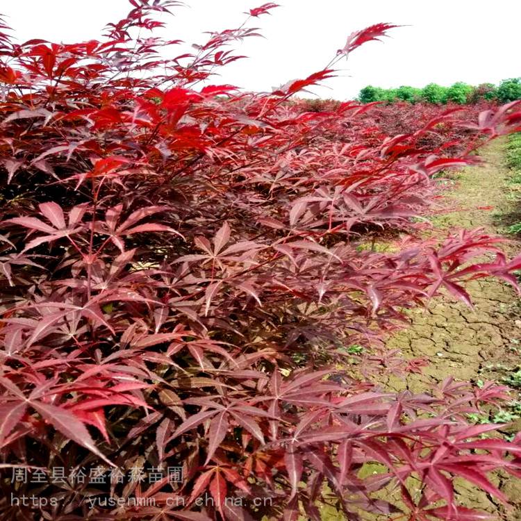 陕西周至苗木花圃树苗 绿化草籽苜蓿 耐寒常绿苗木