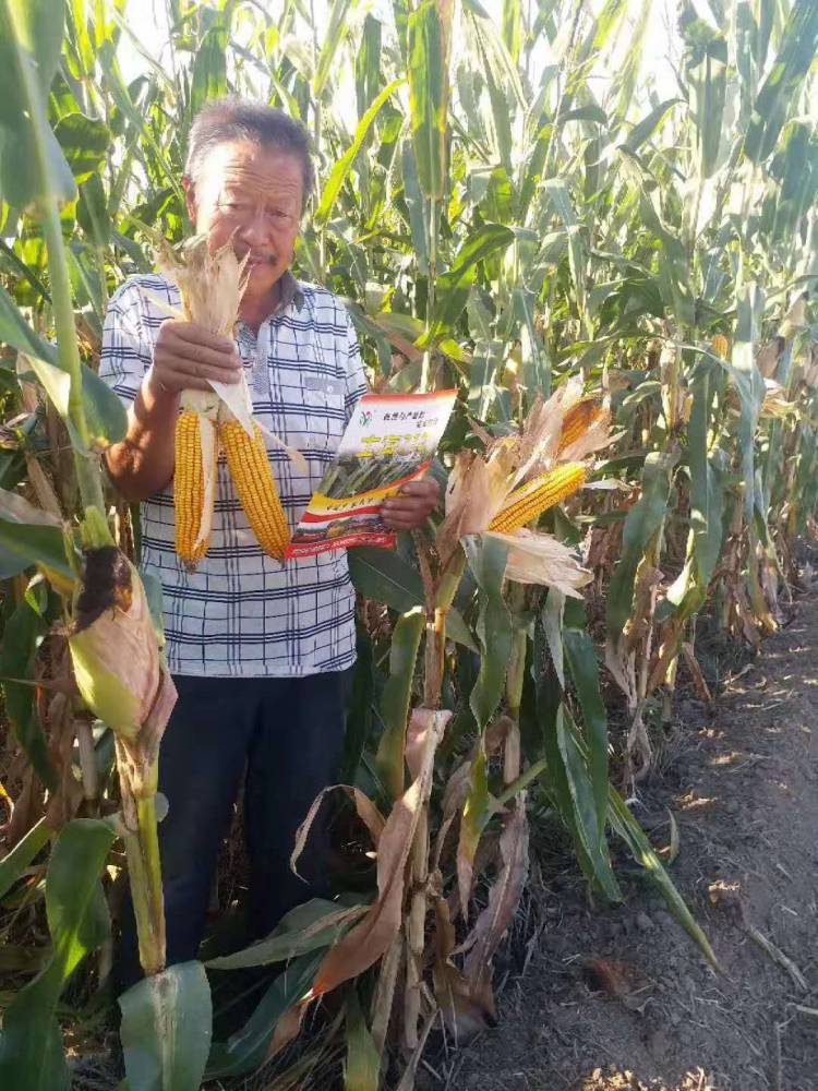 高产玉米种子玉米新品种士海718