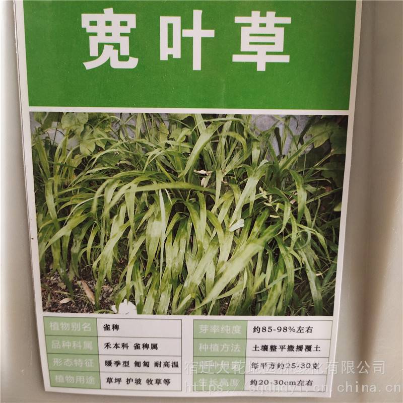 新采草花种子宽叶草种子发芽率高价格便宜批发价