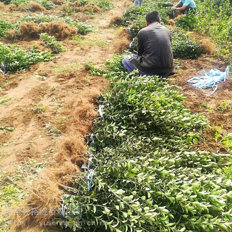 绿化苗木 冬青 绿化苗木种植挖苗配送