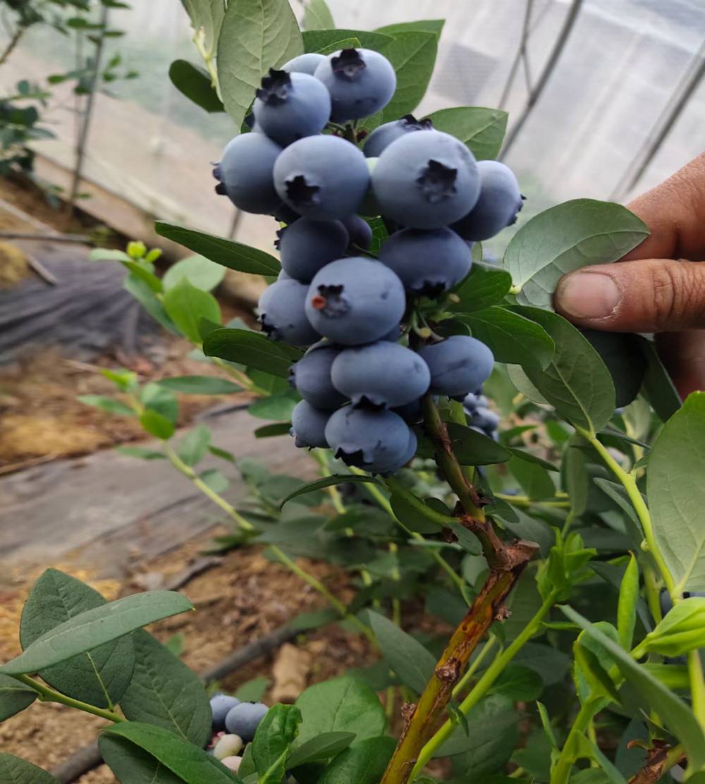 供应基地长期出售灿烂蓝莓苗颜色好看蓝莓树苗耐寒零下多少度