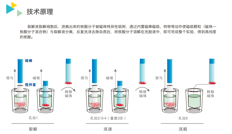 西安天隆全自动核酸提取仪np968c中英文操作系统磁珠法提取试剂