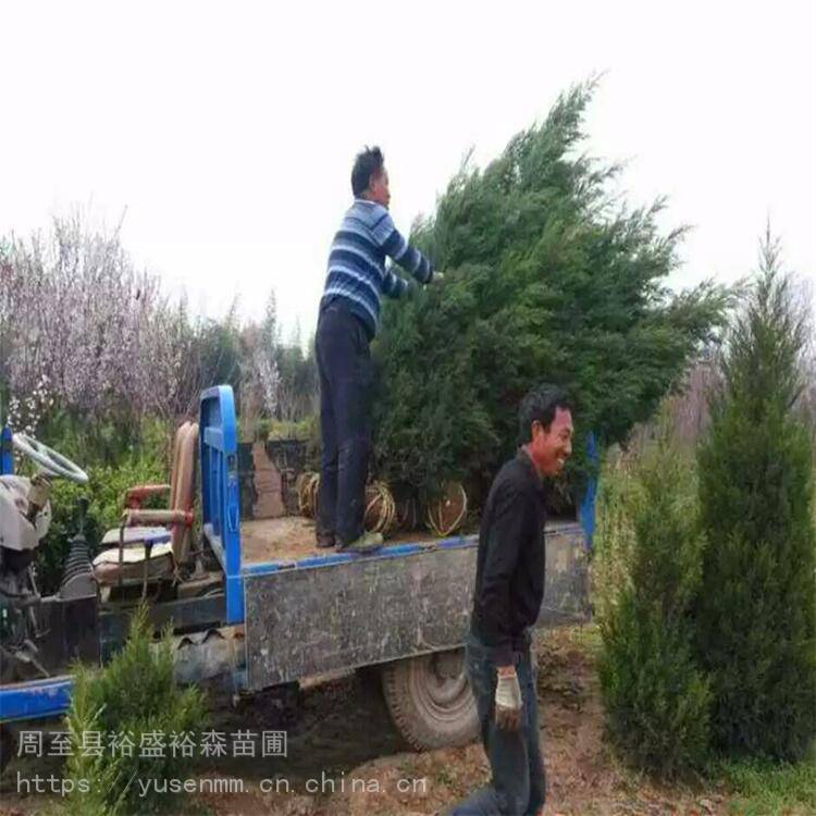 榆叶梅苗圃春秋栽植 黄叶女贞苗 长青绿化杨凌苗木