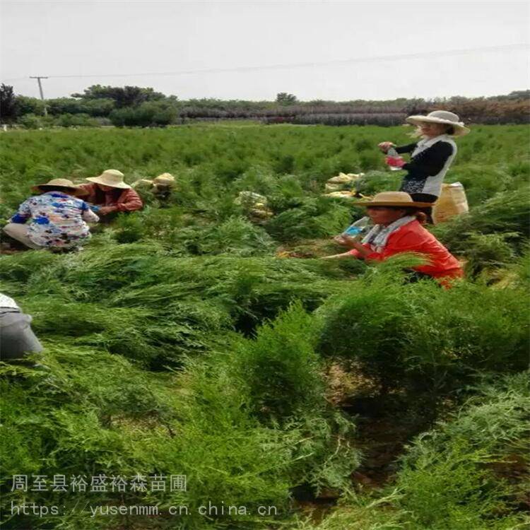 苗木园林应用 陕西周至海桐 灌木绿化苗木