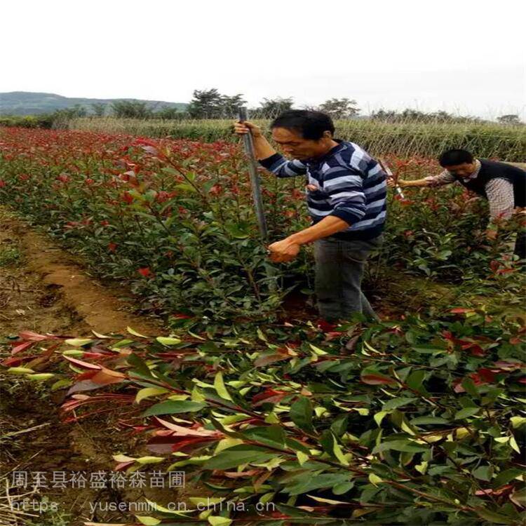 商洛苗木单位 桂花 屋顶绿化苗木送货*** 多花色月季