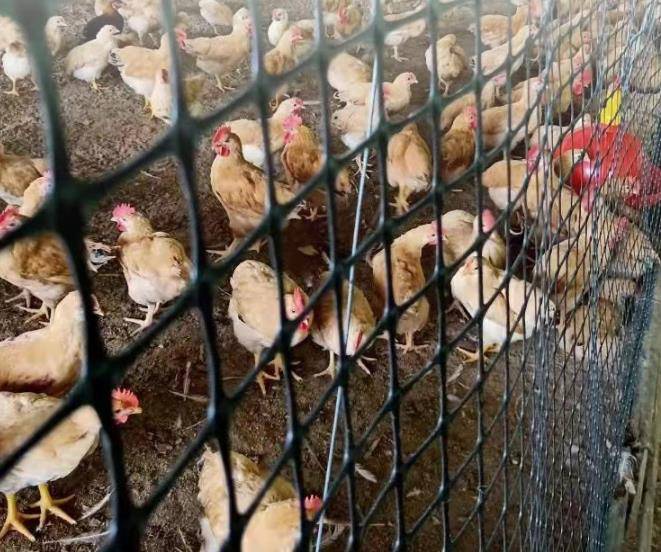 德宏州盈江县塑料养殖网-黑色鸭网-塑料围栏养殖网