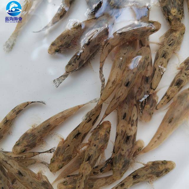 笋壳鱼求购笋壳鱼笋壳鱼批发价格