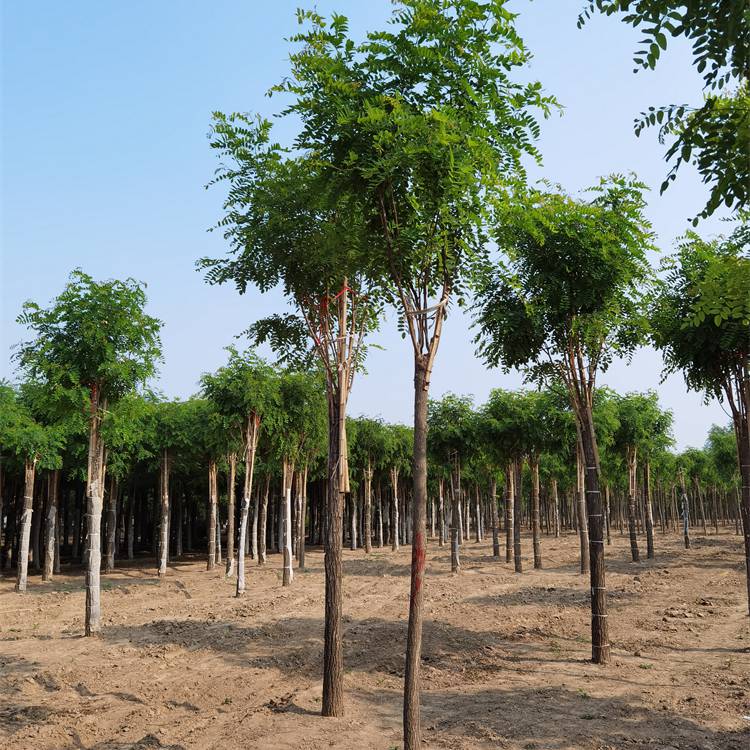 7公分红花刺槐-17公分红花刺槐-苗木行业-技术指导