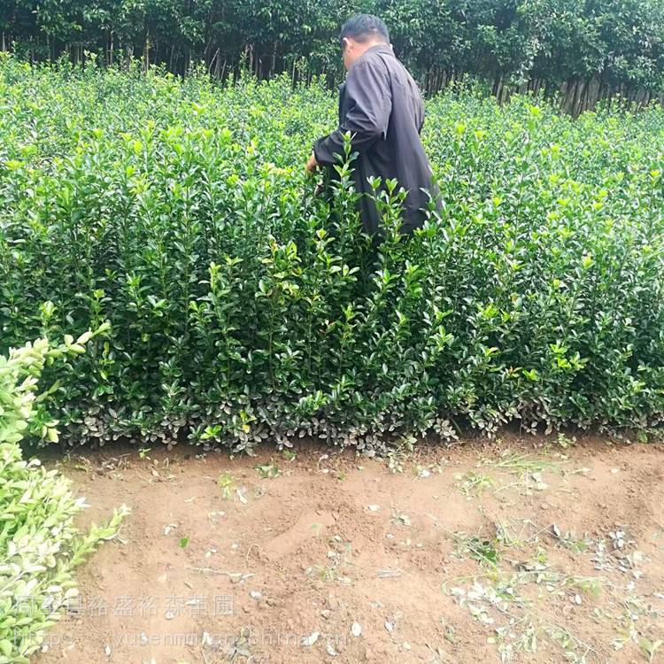 绿化苗木 冬青 绿化苗木种植挖苗配送