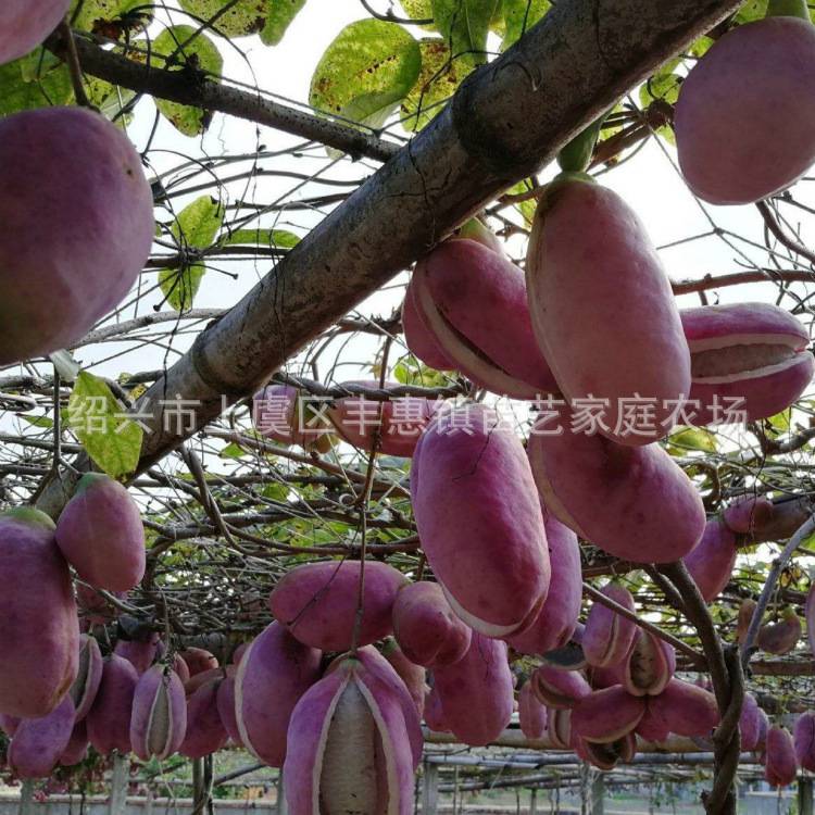 正宗八月炸八月瓜树苗八月炸苗瓜瓜种紫色三叶木通猫儿屎果果树苗