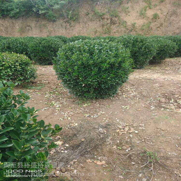 大叶黄杨球 喜光耐寒耐修剪 卫矛球 校园绿化苗木
