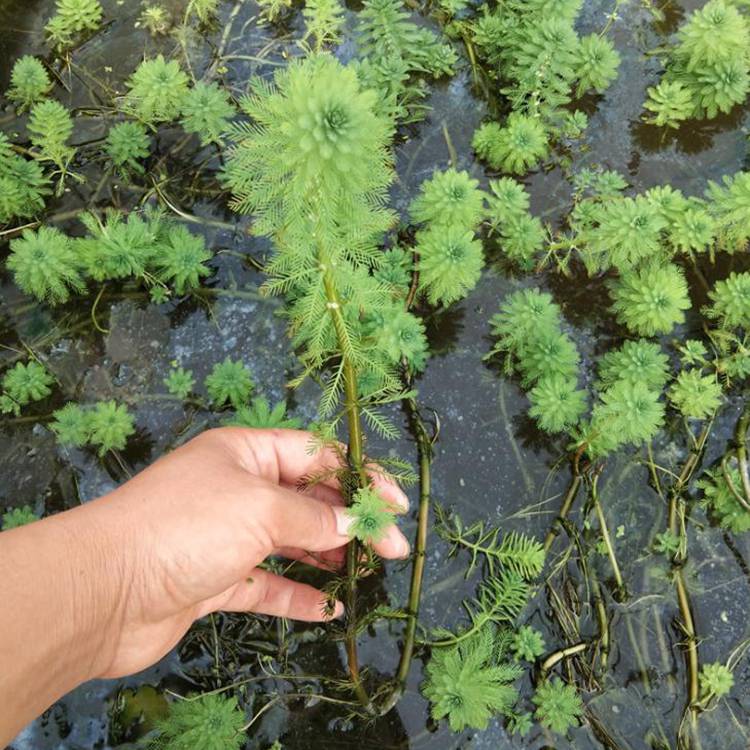 批发狐尾藻轮叶狐尾藻沉水植物基地狐尾藻小苗