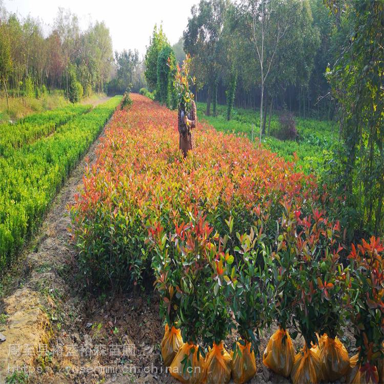 1米红叶石楠球树苗 美植袋苗绿化苗木 红叶石楠植物篱笆墙