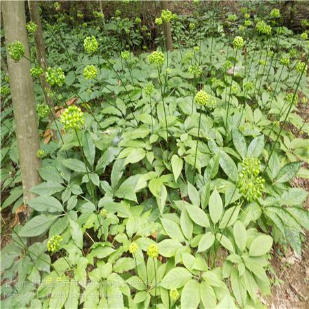 江苏南京野三七栽培管理竹节参农业致富品种竹节参苗批发