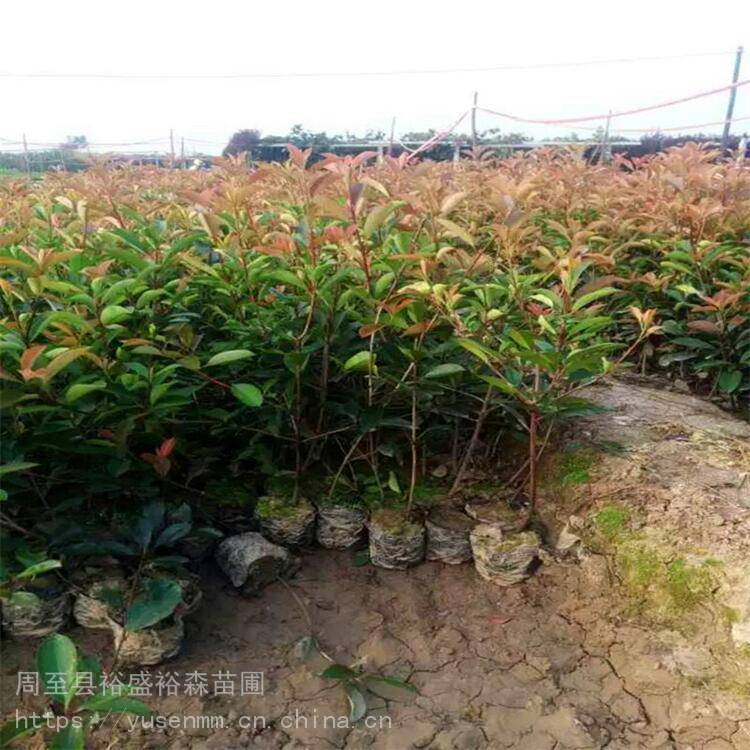植物围墙1米密植灌木 陕西周至金边黄杨 苗木绿化批发