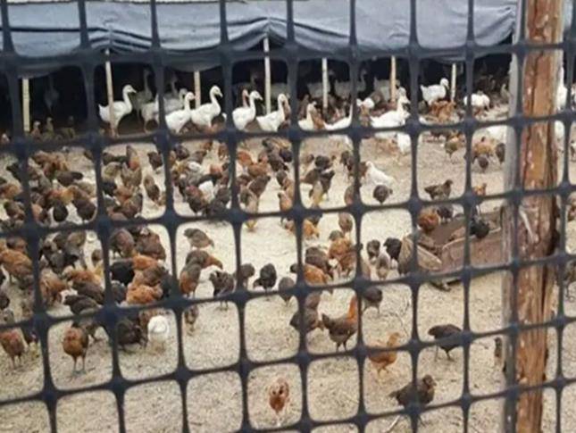 云南省红河哈尼族彝族自治州泸西县林下果园养殖网种植网-鱼塘鸡鸭鹅养殖网-市政园林围栏网