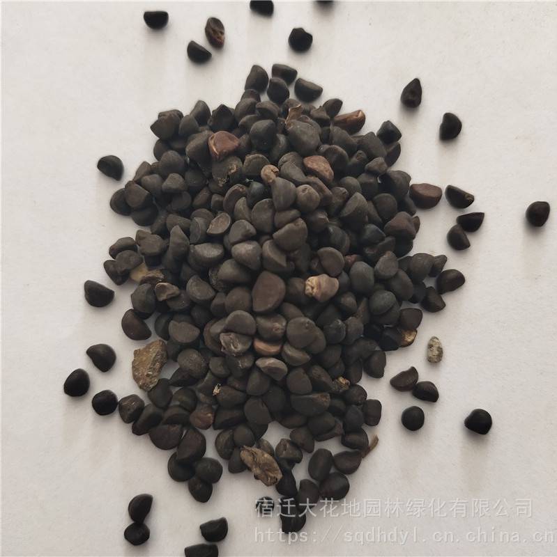 新采摘草花种子牵牛花种子发芽率高价格便宜批发价