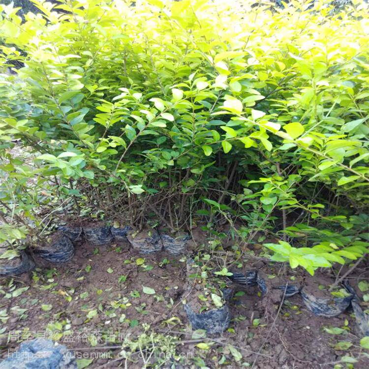 道路隔离带苗木 陕西周至红王子锦带 北方苗木绿化