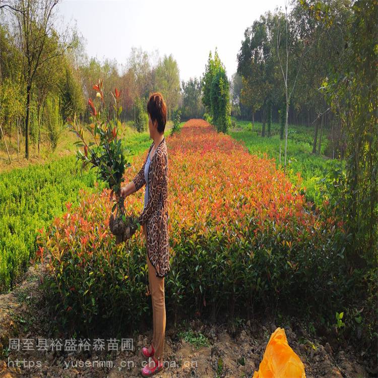 红叶石楠球1.2米精球 现挖包送货 红叶石楠道路隔离带