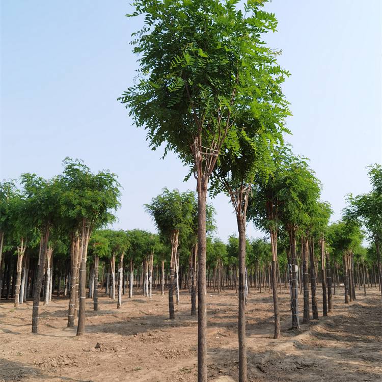 7公分红花刺槐-17公分红花刺槐-苗木行业-技术指导