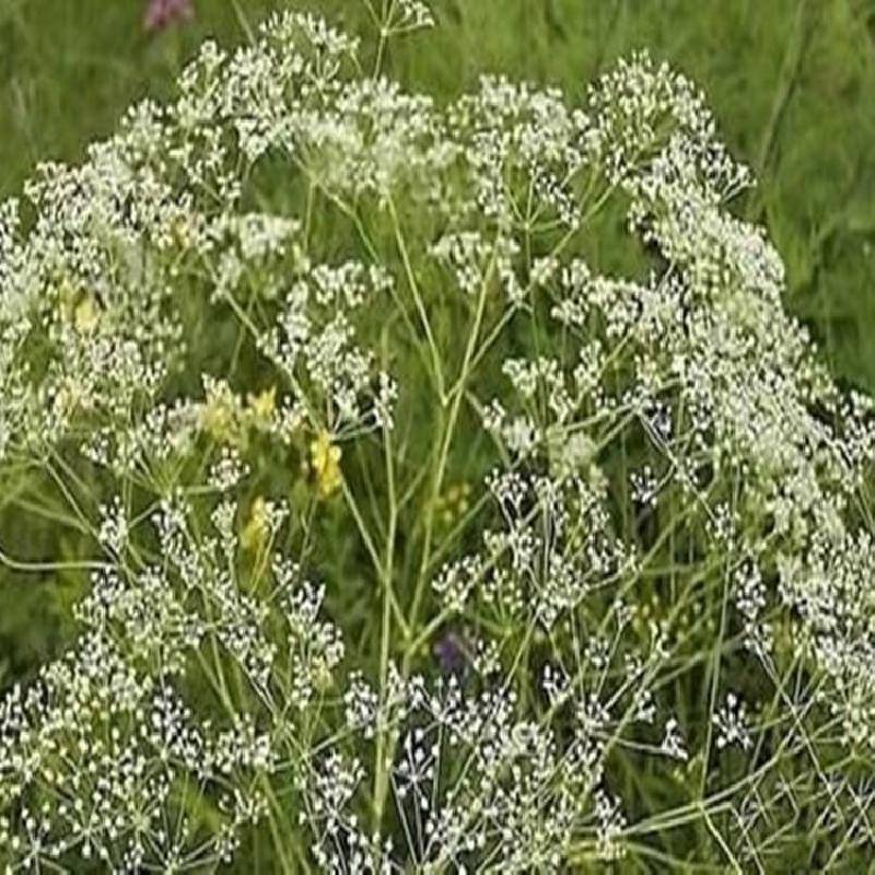 防风种苗药材种苗种植基地