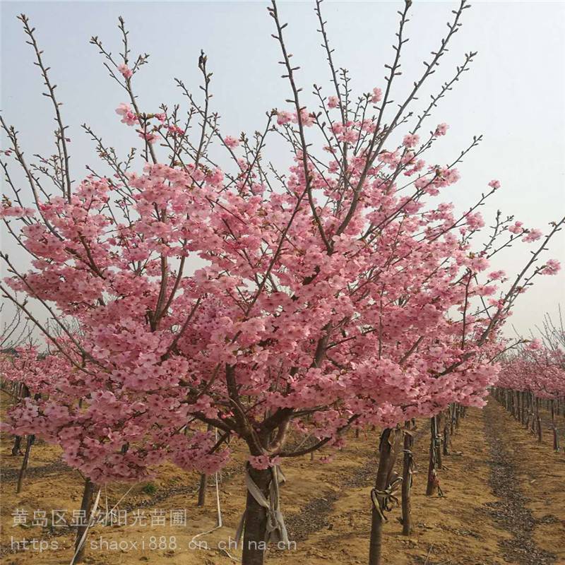 青岛供应高干染井吉野樱花高杆樱花*樱花 品种樱花供应小叶染井