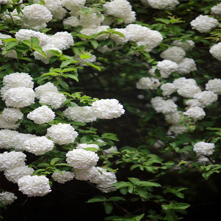 基地供应庭院观花绿植木本绣球树苗中华木绣球绣球花苗大花斗球绣球花