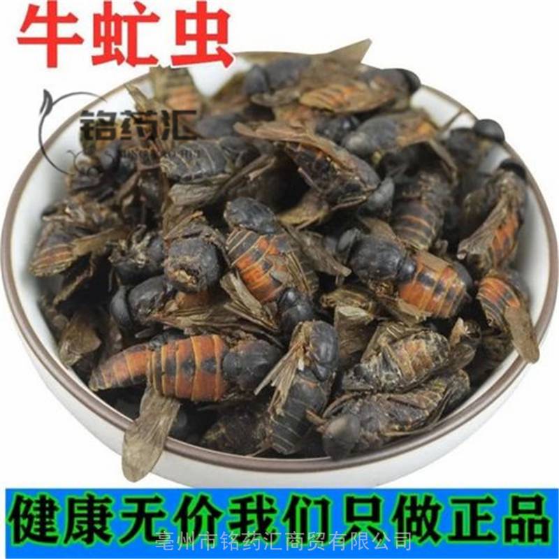 atylotus bivittateinus takahasi【来源】药材基源:为虻科恬动物华虻