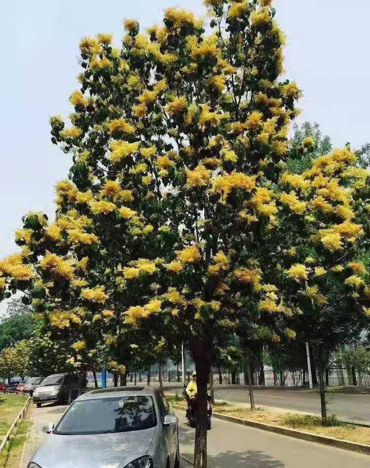 黄金丁香树黄金丁香树小苗黄金丁香树价格黄金丁香树基地