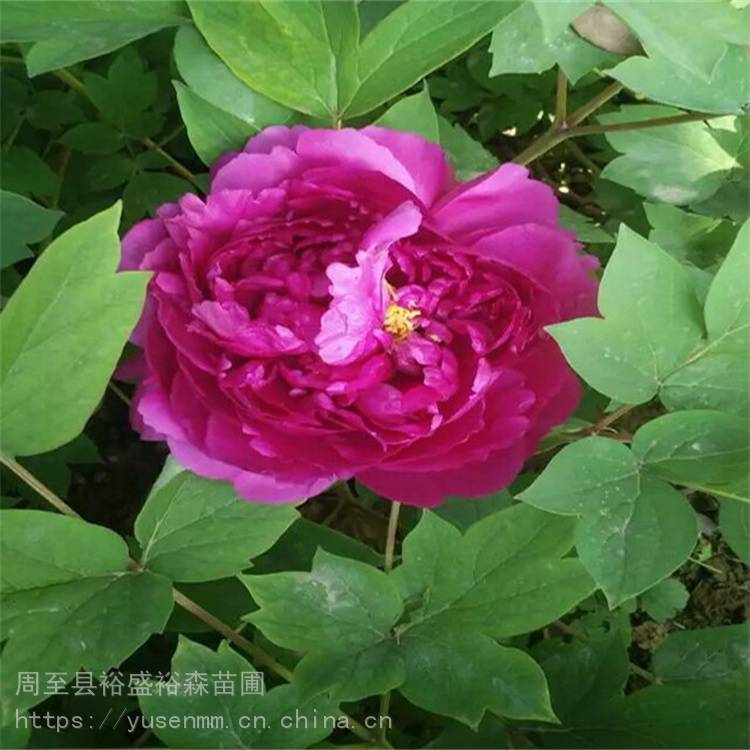 海桐爬藤植物紫藤凌霄 柳树风景树 灌木绿化苗木
