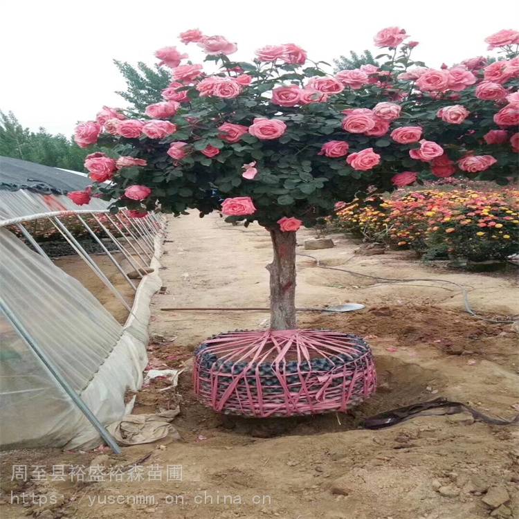 栾树苗木市场树木出售 芍药苗 小型绿化苗木施工