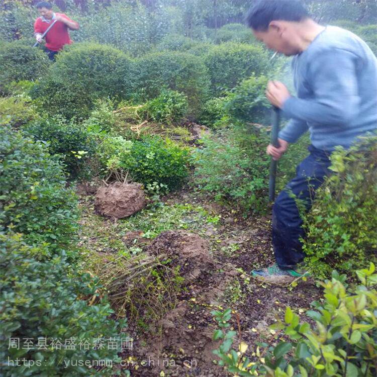 陕西周至绿化苗木球类 绿化草坪种子 墙体遮挡树苗H5低成本