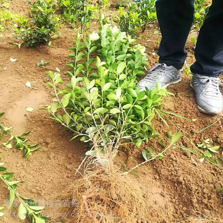 绿化苗木 冬青 绿化苗木种植挖苗配送